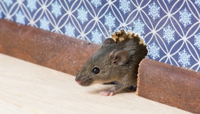 Cara mengusir tikus umum
