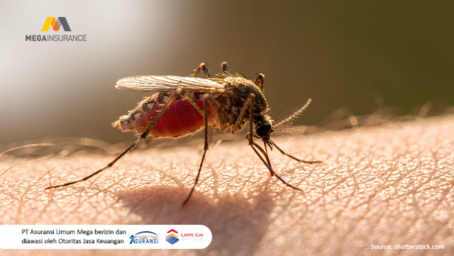 Penyebab DBD dan Penyakit Lainnya Setelah Musim Hujan serta Cara Pencegahannya